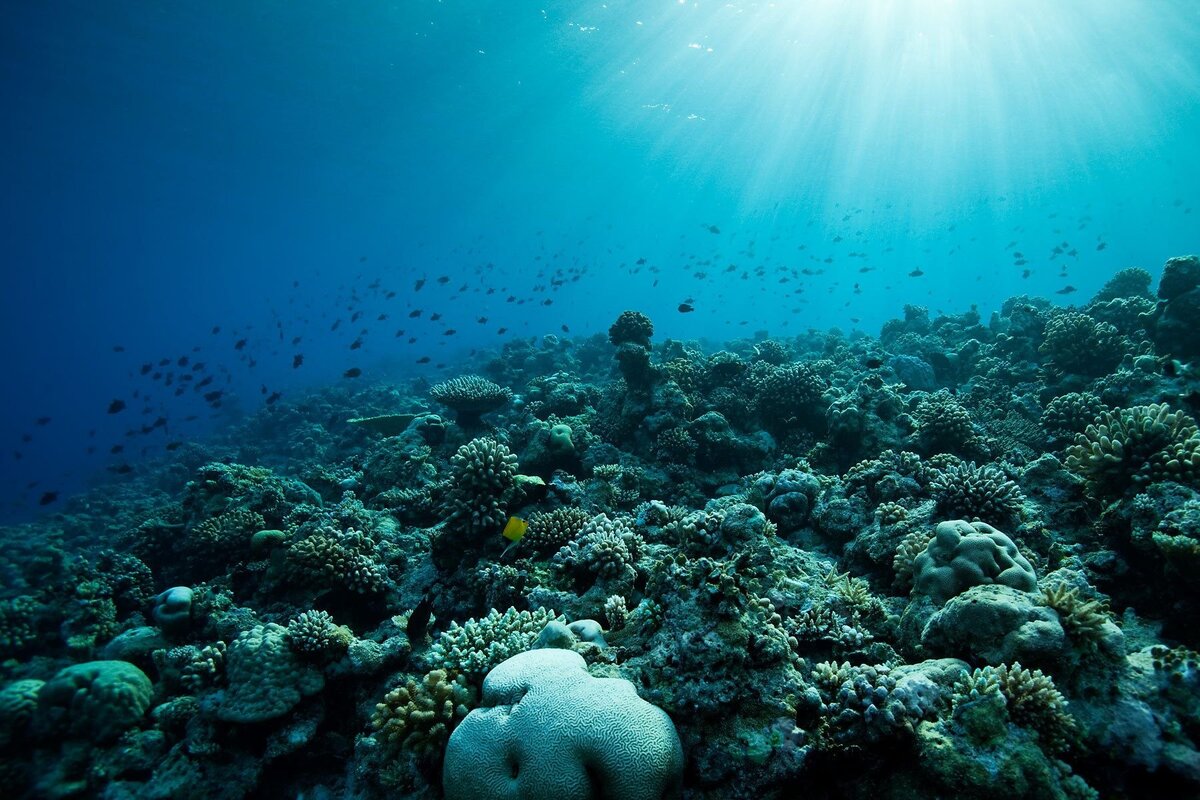 Under oceans. Дно океана. Морское дно. Дно моря. Морские глубины.