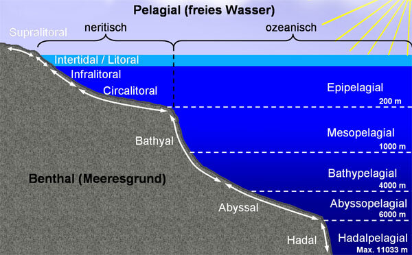 Географические зоны океана. Литораль пелагиаль. Пелагиаль и бенталь. Пелагиаль океана. Экологические зоны бентали и пелагиали мирового океана.