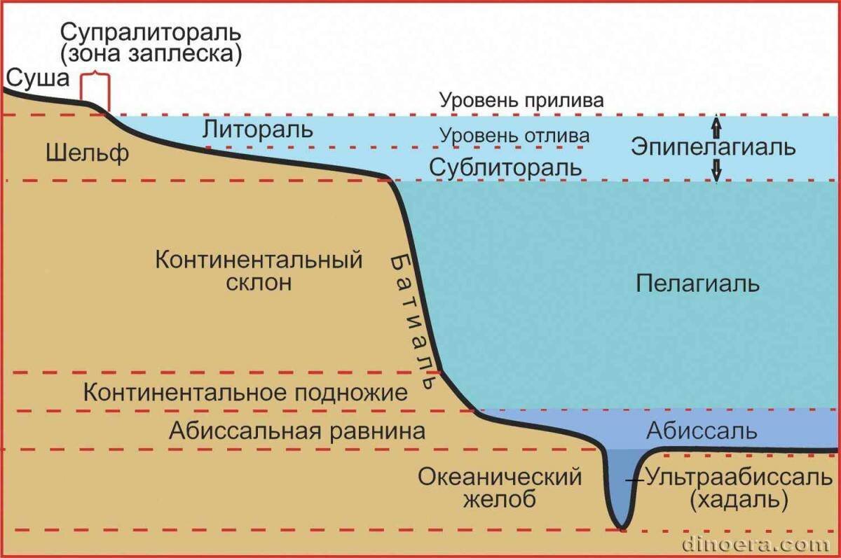 Придонные слои воды. Литораль Батиаль. Экологические зоны мирового океана схема. Строение морского дна Литораль. Литораль абиссаль.