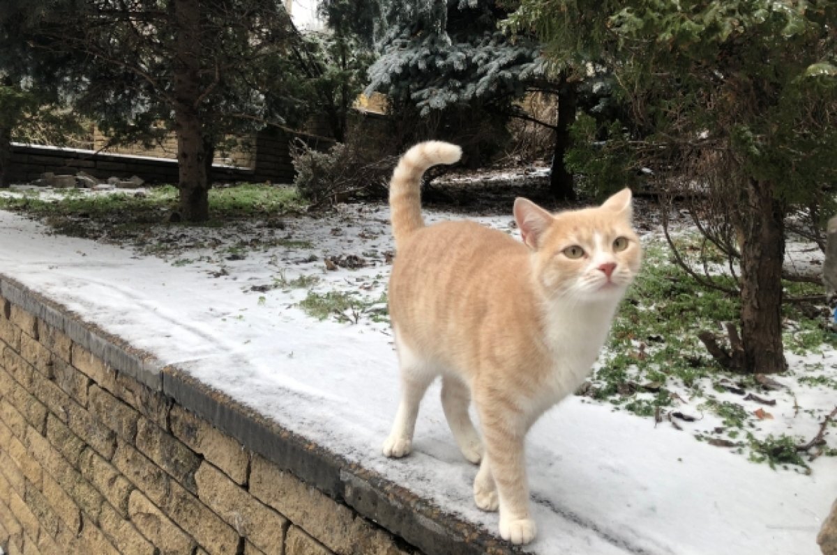    Ветеринар объяснила, могут ли кошки жить зимой на улице