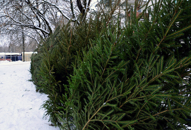 В Твери завершают работу ёлочные базары