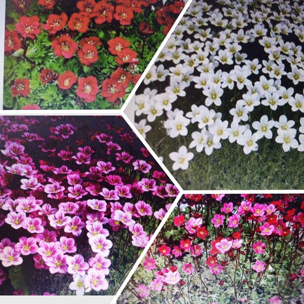 Цветение камнеломки 