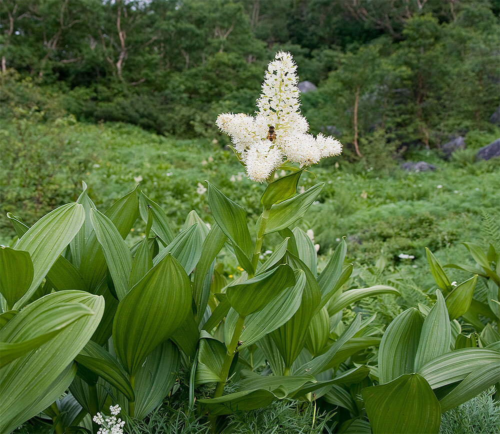 Veratrum lobelianum Bernh. В виде отвара использовался для мытья головы против вшивости и для дезинфекции белья. (Фото: www.lekrast.ru)