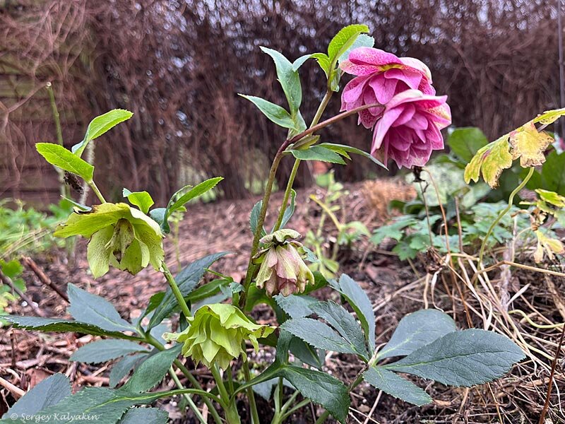 Морозник. 4 фото, листайте