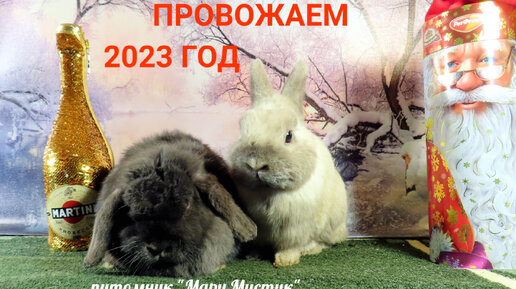 ПРОВОЖАЕМ год КРОЛИКА 2023 ВСТРЕЧАЕМ Новый год ДРАКОНА 2024 ! #снаступающимновымгодом2024