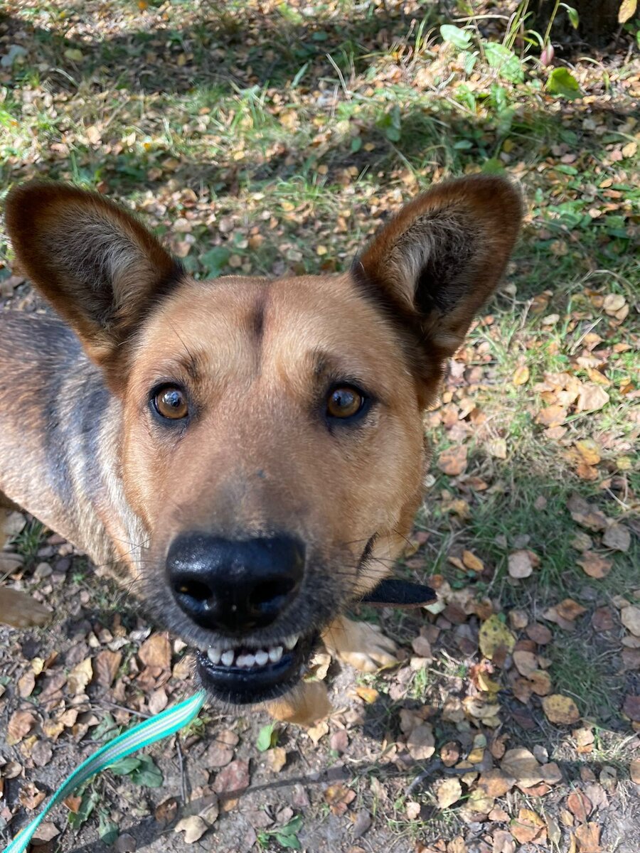 Тайя прибыла в приют со своим именем, его менять мы, конечно, не будем.