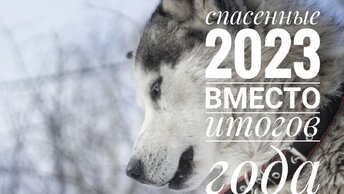 Это был непростой год... Столько собак и даже пучок кошек!😳 Подводим итоге вместе, радуемся и плачем!