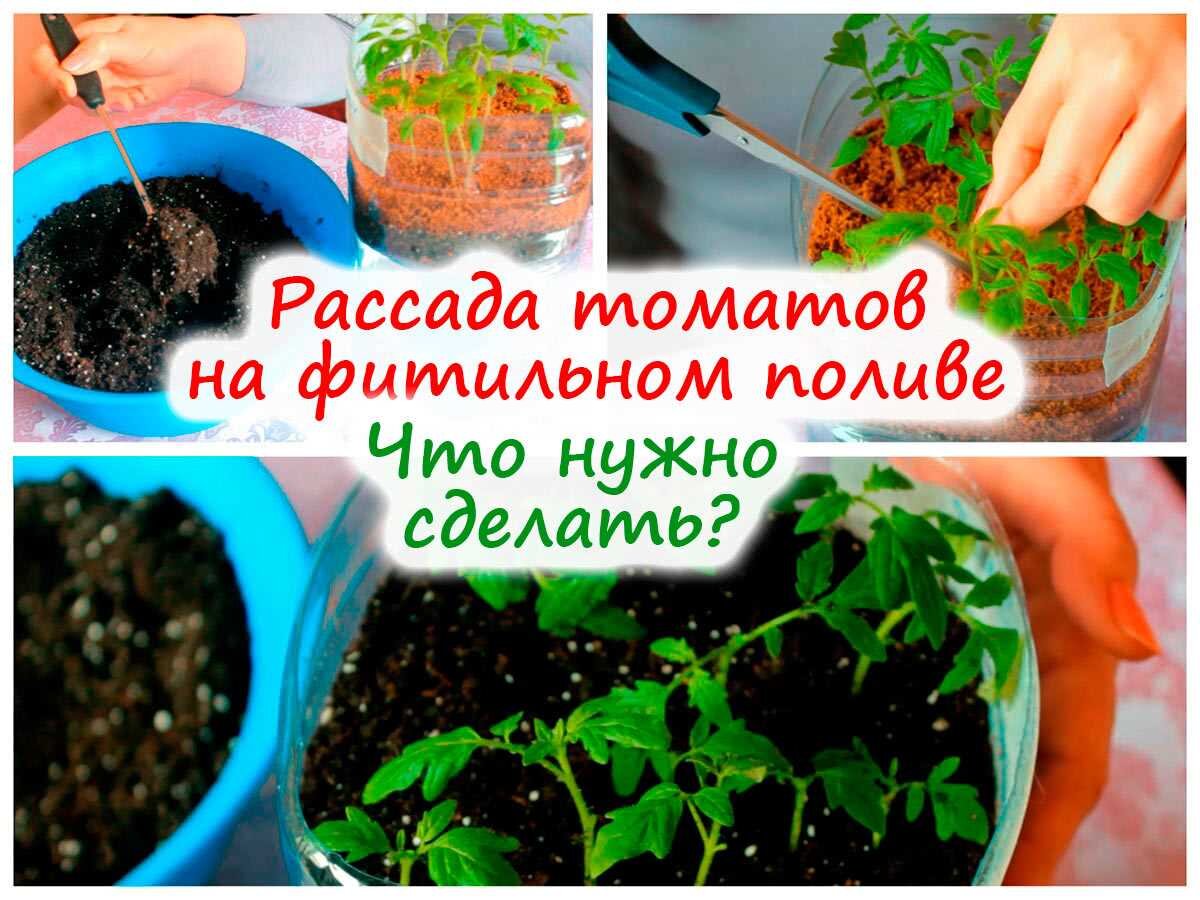 Значимость почвы для прорастания семян: секреты успешной посадки