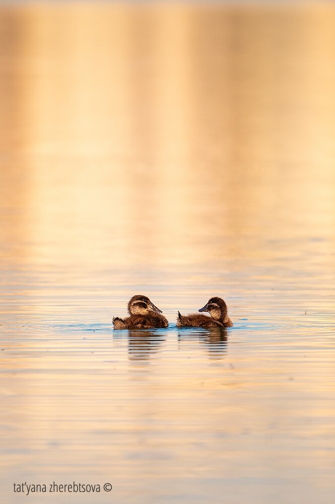 Утята Савки