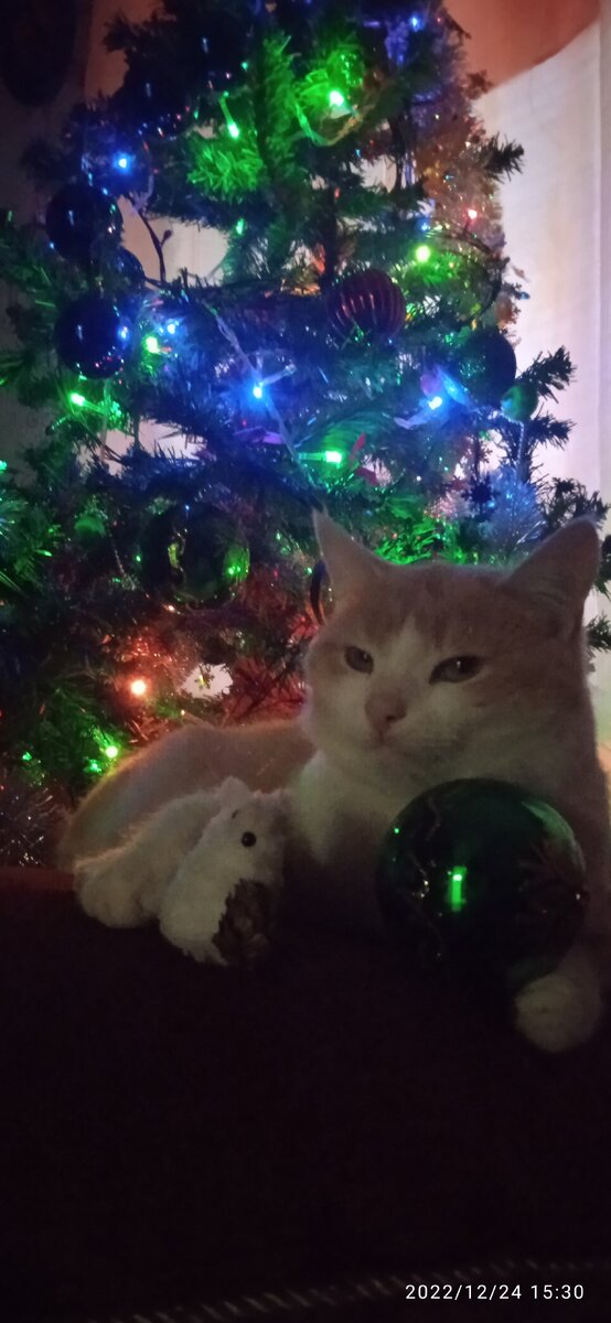 Котики тоже любят Новый год.