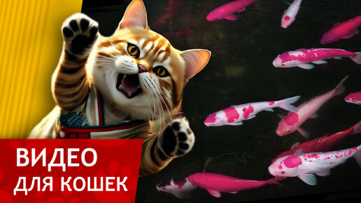 Видео для кошек - Пурпурные карпы (Видео с рыбками для вашего котика!!!)