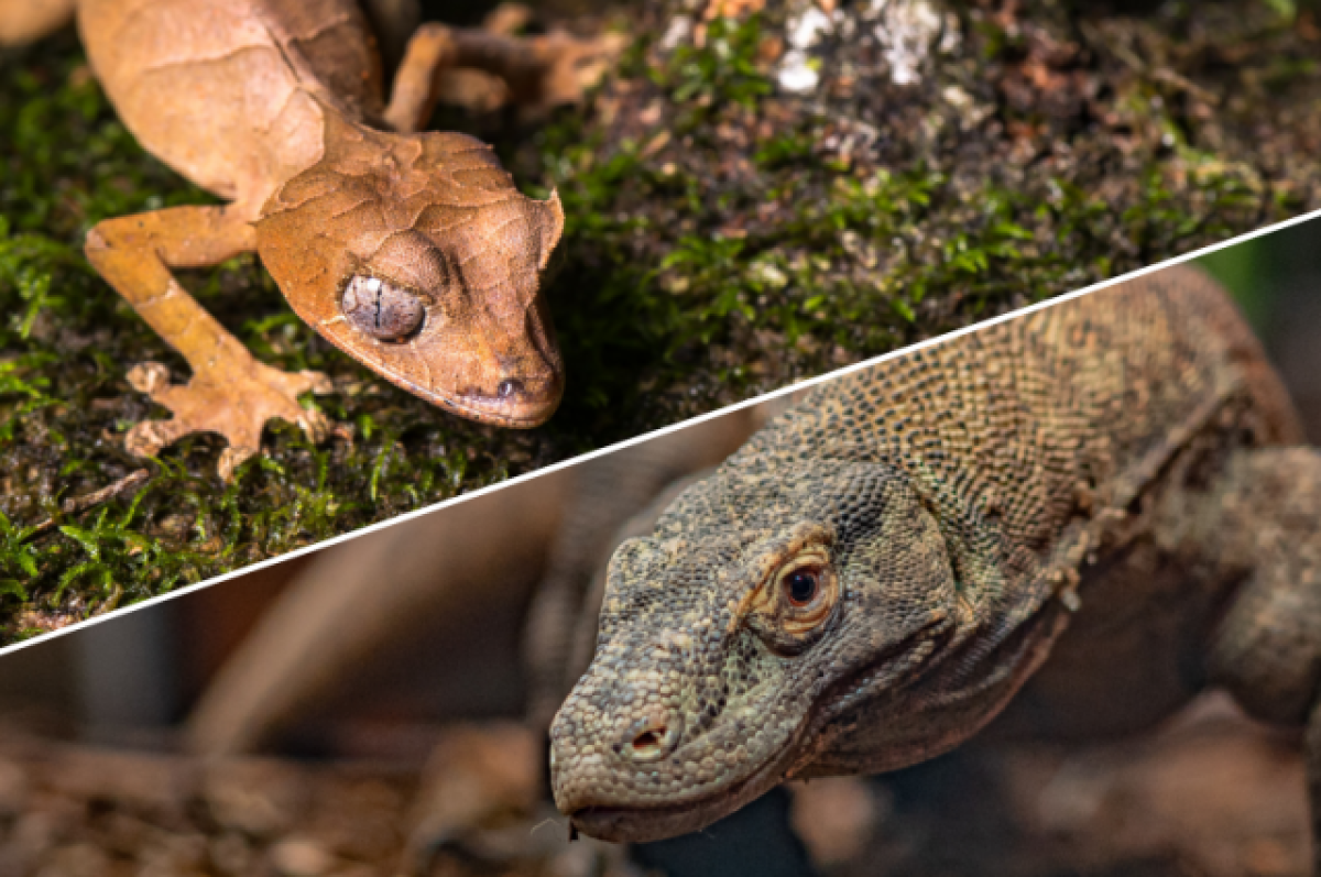    Геккон и варан.