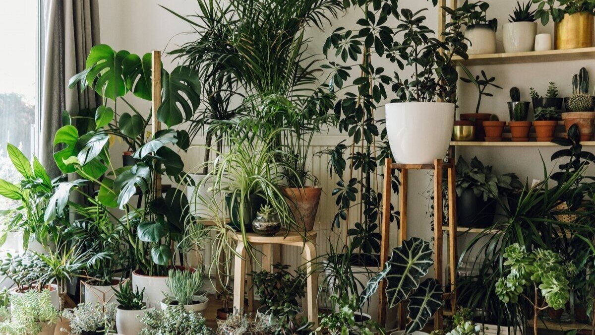 Растения в саду, способствующие укреплению здоровья и благополучия