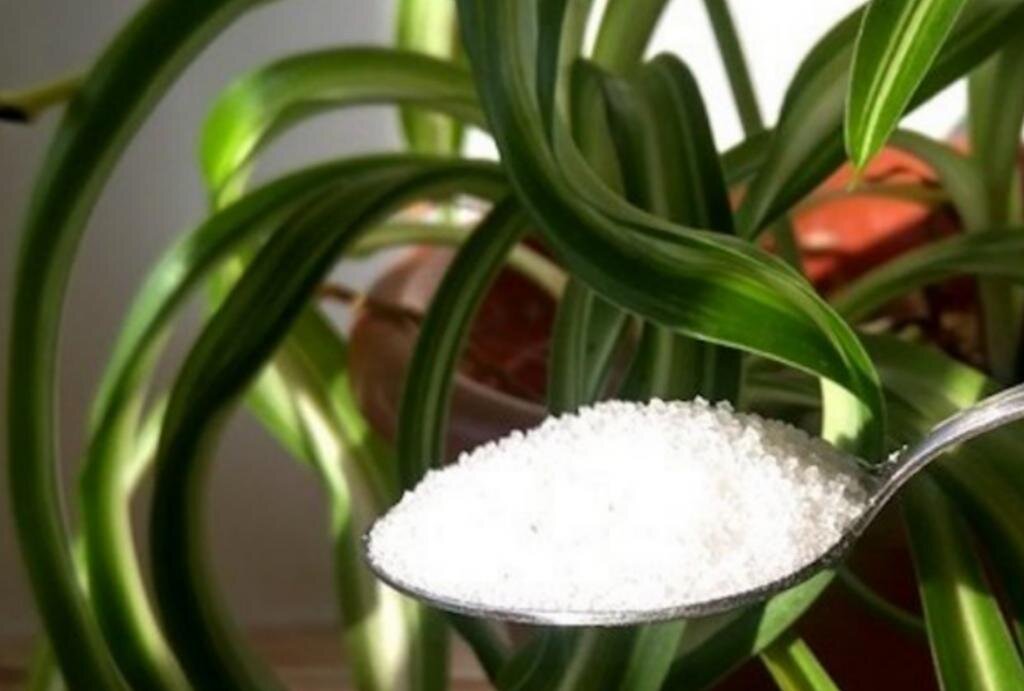 Есть немало полезных подкормок, за которые не придётся много платить