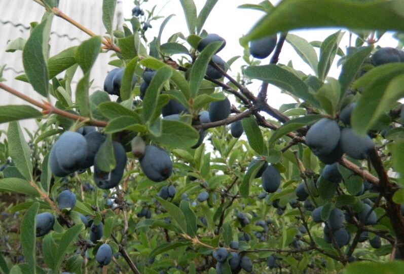 Кустарники, которые при любой погоде дают урожай