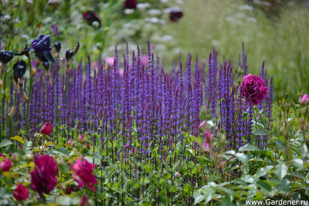 Salvia nemorosa Caradonna