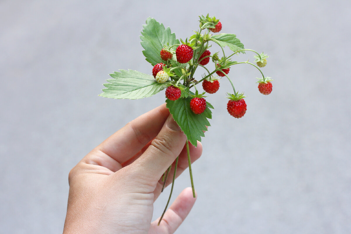 Земляника: в чем ее польза для организма