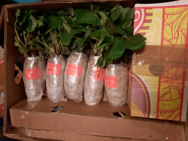 Хорошо упакованная посылка с качественным посадочным материалом должна выглядеть примерно так. Видно, что продавец позаботился и о товаре, и о покупателе, и о своей репутации.