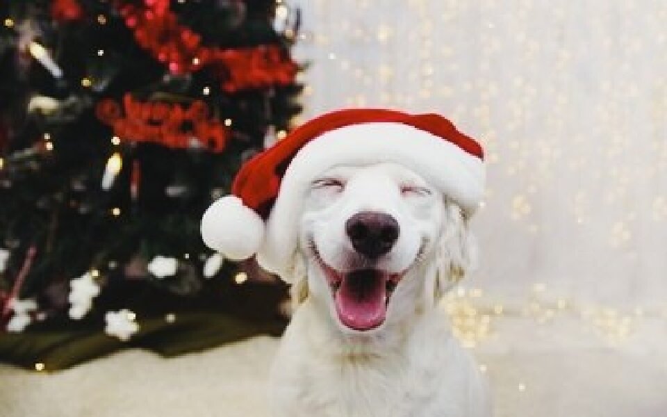 Этот пёс, кажется, любит праздники