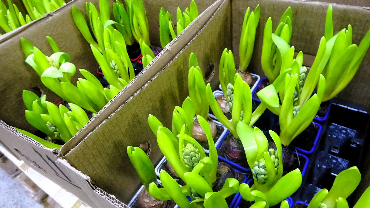 Какие цветы запрещены на даче. Цветник в саду. Какие цветы запрещены на даче. Запрещённые растения в россии. Мак декоративный в сад.