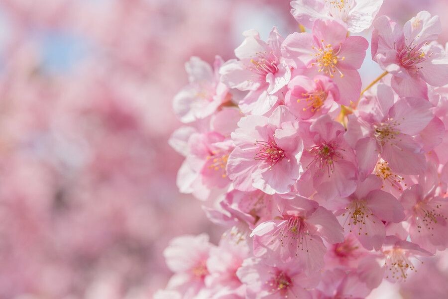 Картинка найдена на просторах интернета, ссылка: https://yandex.ru/images/search?from=tabbar&img_url=https%3A%2F%2Fbalthazar.club%2Fuploads%2Fposts%2F2023-09%2F16529501293_balthazar-club-p-zelenie-polevie-tsveti-oboi-9.jpg&lr=10814&p=1&pos=26&rpt=simage&text=%D0%BF%D0%BE%D0%BB%D0%B5%D0%B2%D1%8B%D0%B5%20%D1%86%D0%B2%D0%B5%D1%82%D1%8B%20%D0%BA%D1%80%D1%83%D0%BF%D0%BD%D1%8B%D0%BC%20%D0%BF%D0%BB%D0%B0%D0%BD%D0%BE%D0%BC