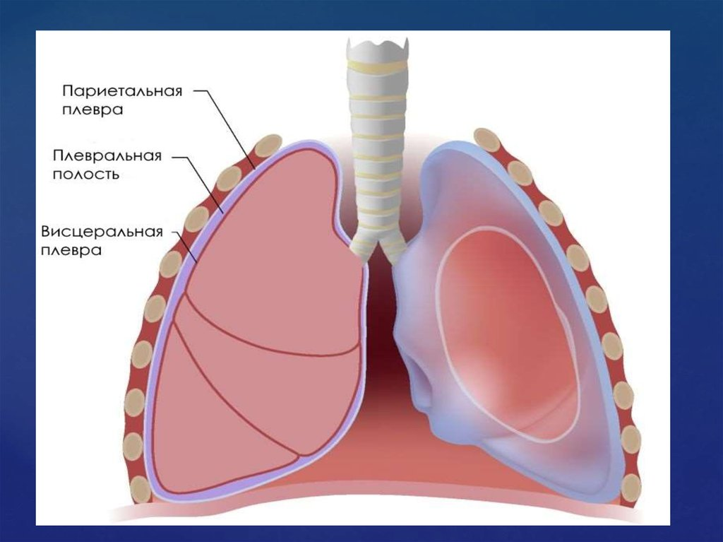 Висцеральный и париетальный это. Строение легких легочная плевра. Плевра и плевральная полость. Плевра легкого анатомия. Висцпалтный париктальная ПОЕВРА.