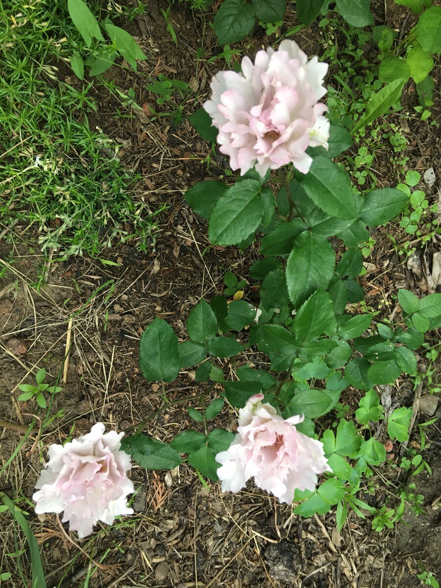 Июнь 2023 - фото Екатерины