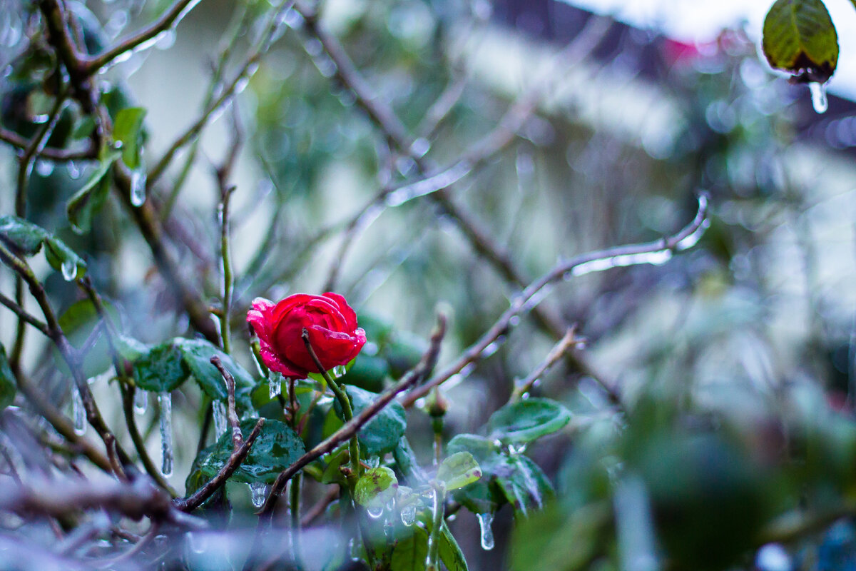 Фото автора, замершие розы и листья