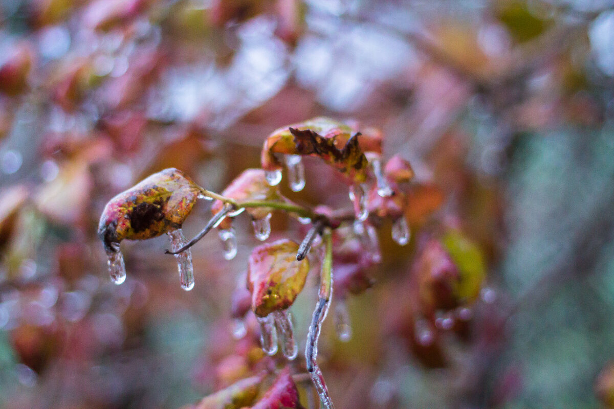 Фото автора, даже ветки покрылись льдом