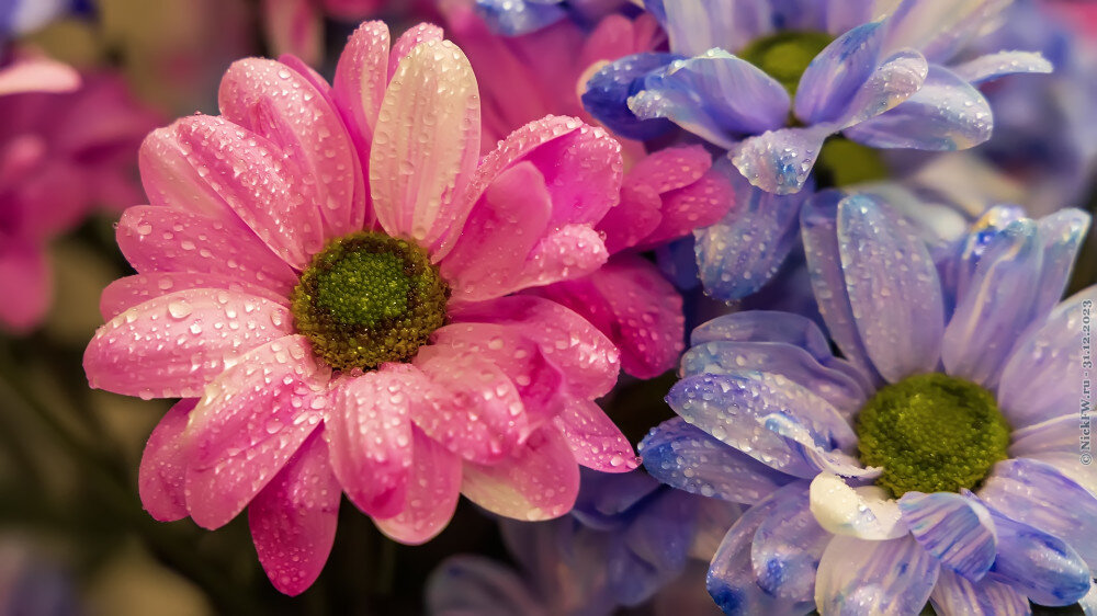 1. Цветочки новогодние... © NickFW.ru — 31.12.2023г.