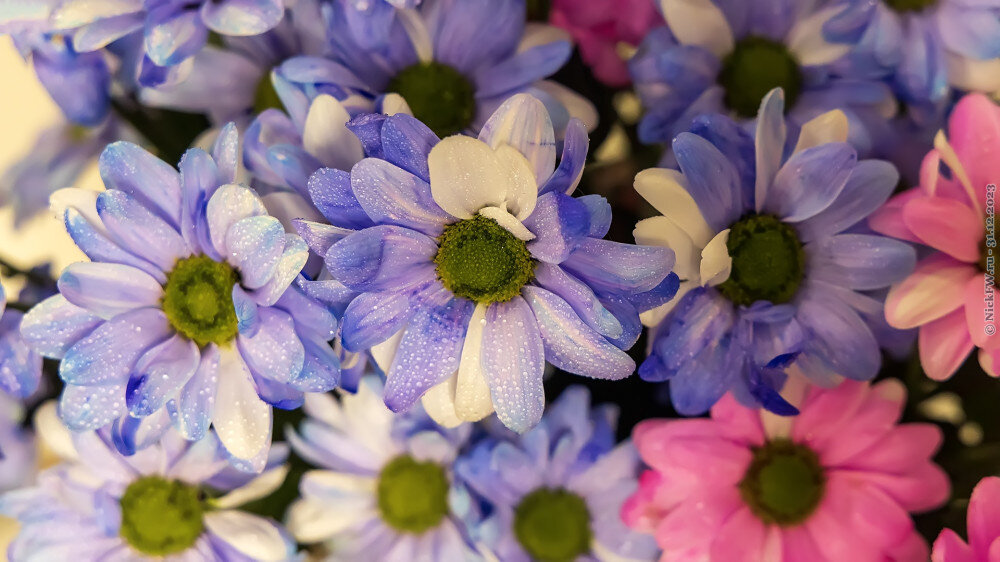 2. Цветочки новогодние... © NickFW.ru — 31.12.2023г.