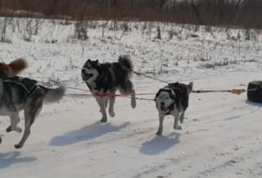    Фото: Амур.инфо