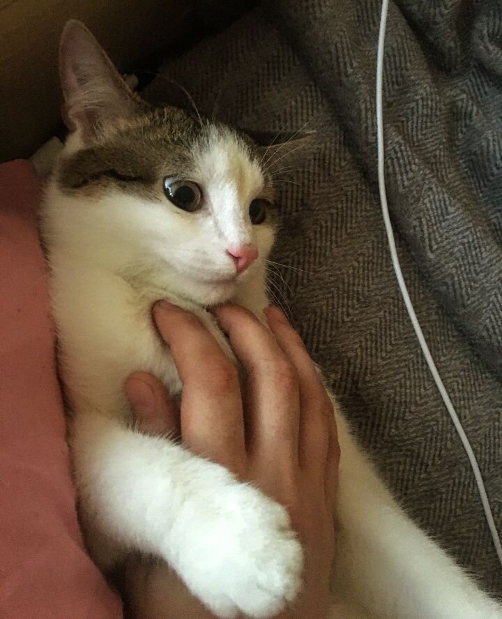 Саня, Шурик