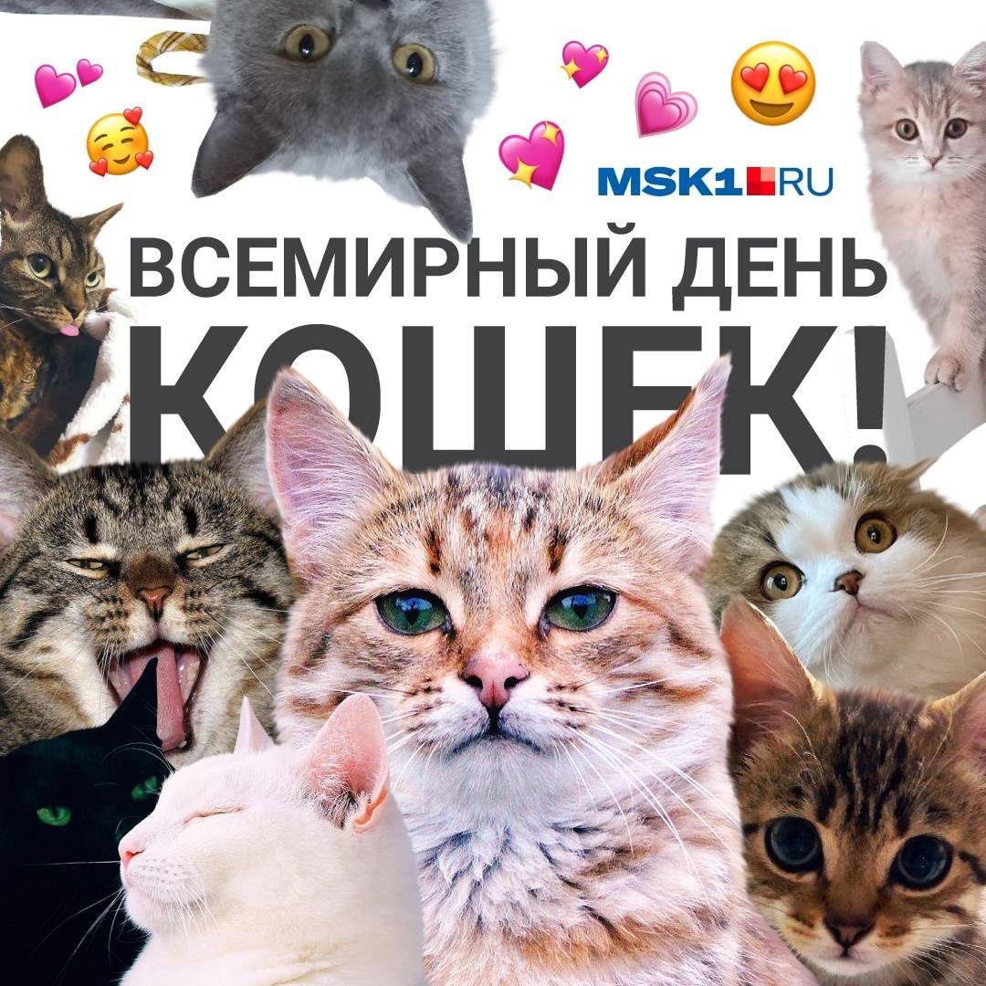 Всемирный день кошек. Всемирный день кошек 8 августа. Всемирный день кошек открытки. Всемирный день котиков