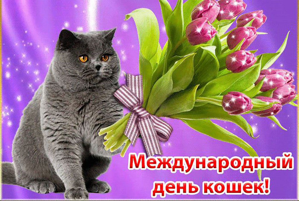 Всемирный день кошек. Всемирный день кошек открытки. Поздравление с днем кошек.