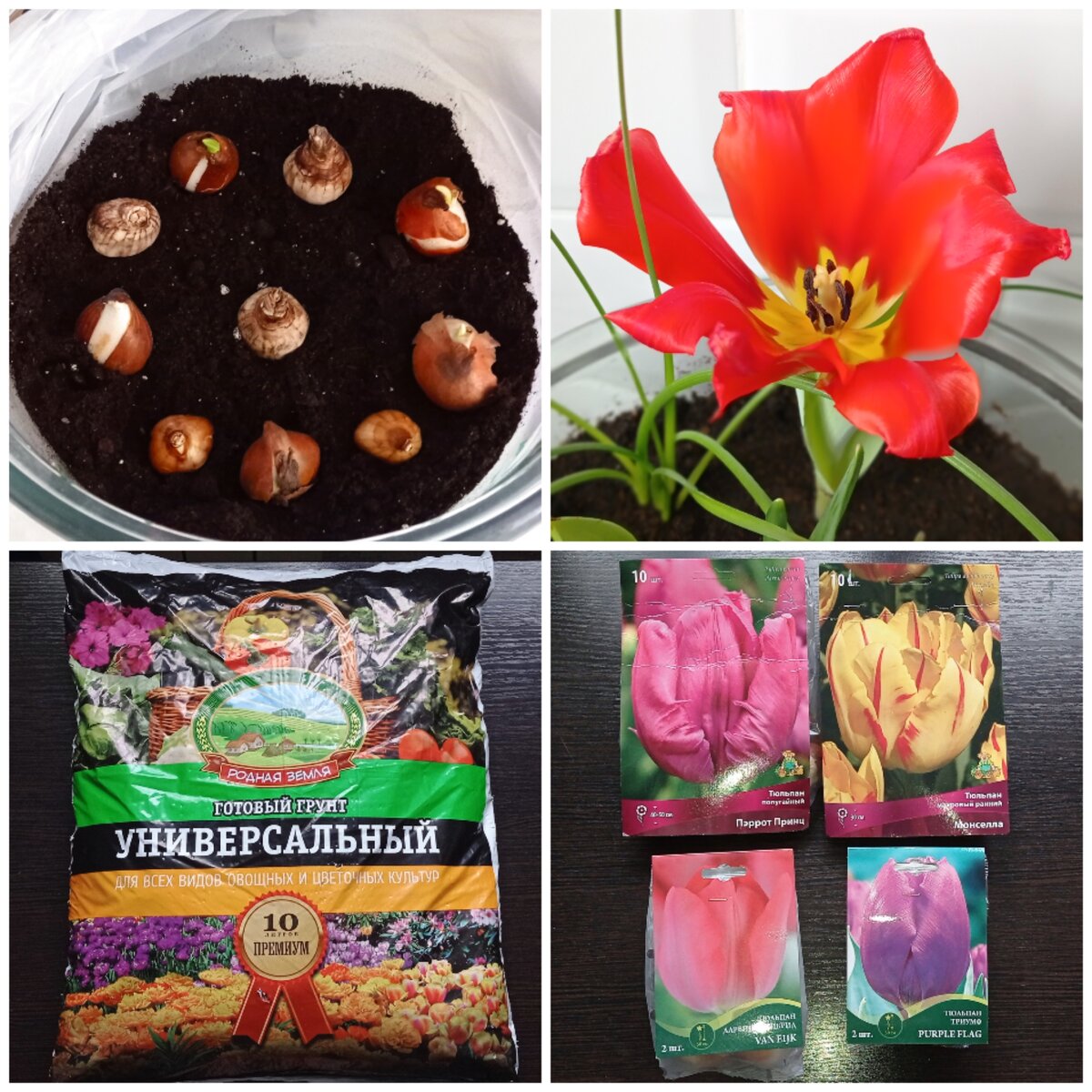 С нетерпением жду весеннего урожая тюльпанов.