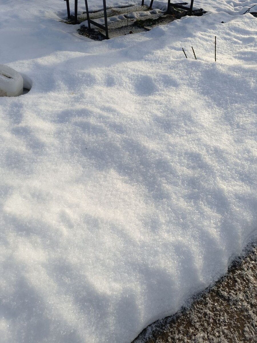 Тут прячутся наши розы. Они обрезаны довольно коротко. Дуги явно прижало снегом. Но розарий надёжно укрыт. 