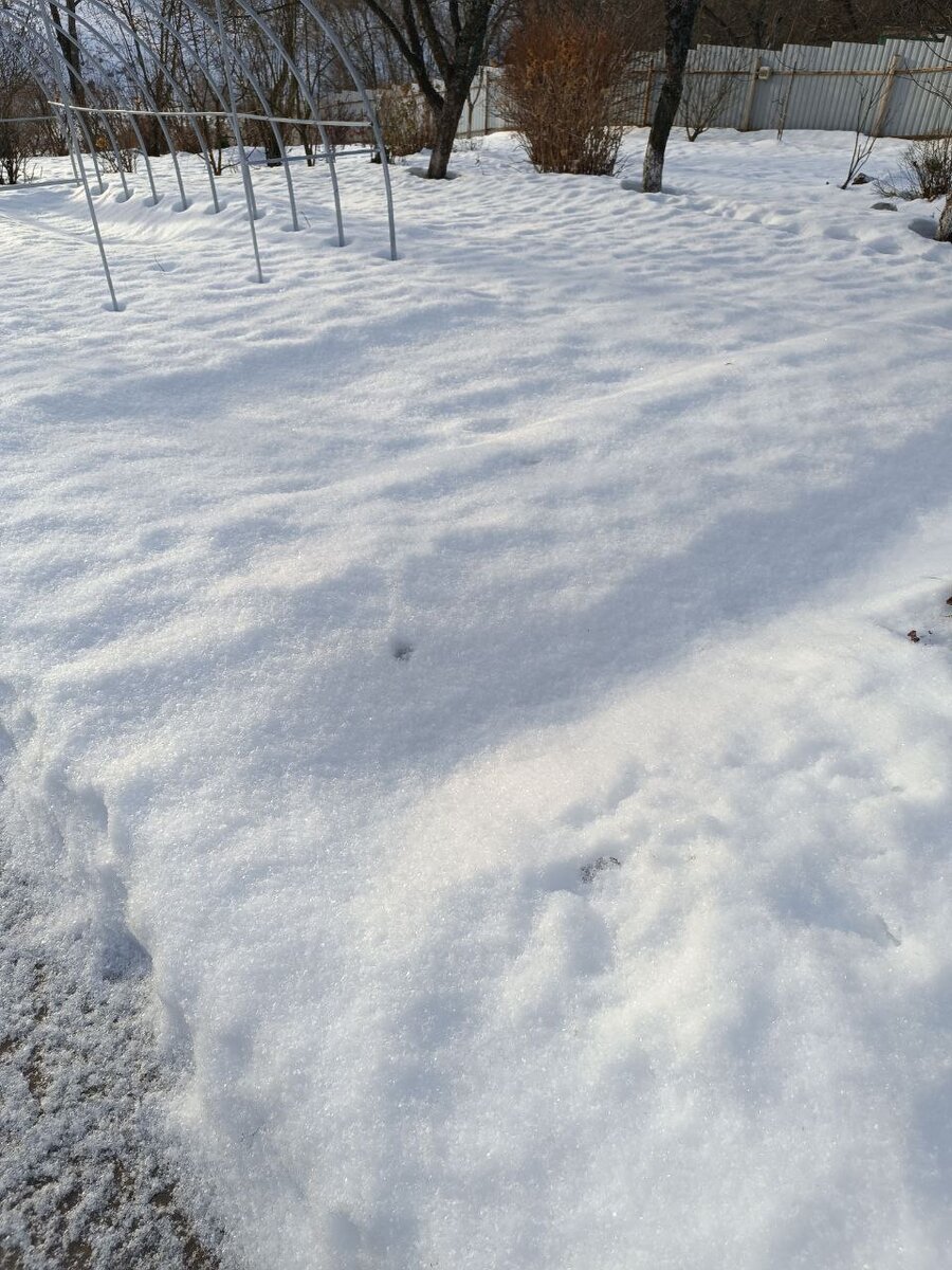Тут грядки с подзимним луком и чесноком. Лук сажаю под зиму второй год. Нам понравилось. 