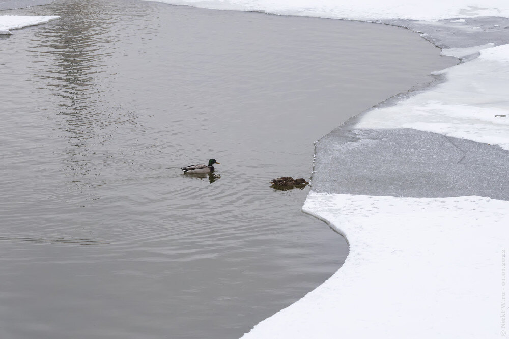 2. Кряквы — парочка © NickFW.ru — 01.01.2022г.