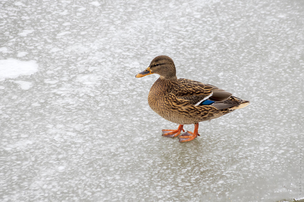 1. Самочка кряквы © NickFW.ru — 01.01.2022г.