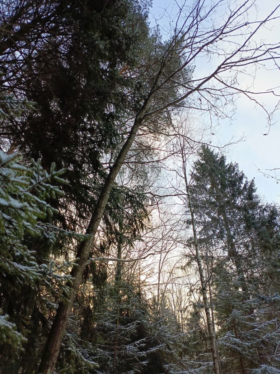Оболенский лес.
