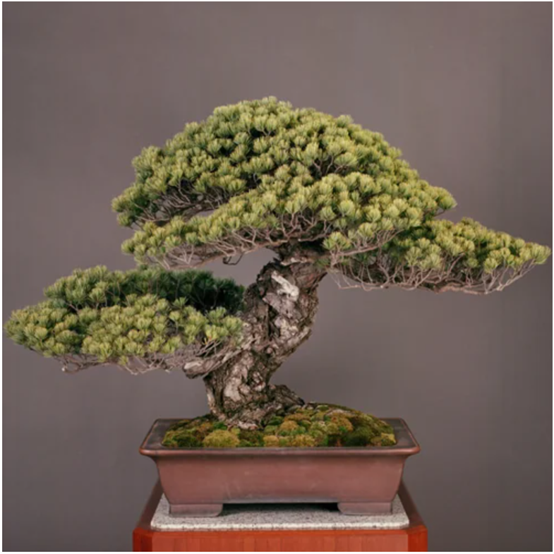 Сосна «Higurashi-no-matsu» 
Источник:  https://www.reddit.com/r/interestingasfuck/comments/ls679i/this_is_the_sandai_shogun_no_matsu_a_bonsai_which/
