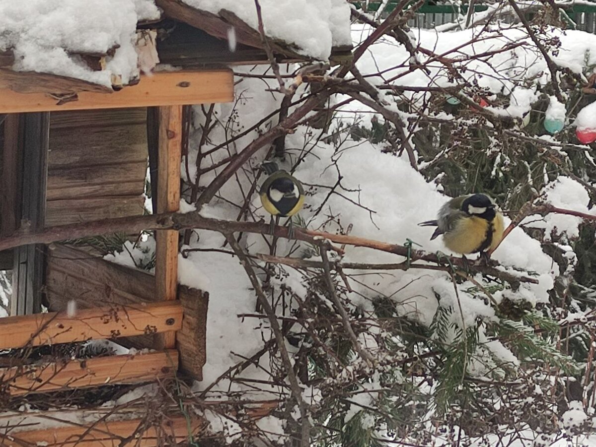 Определяем погоду по синицам - 2 января