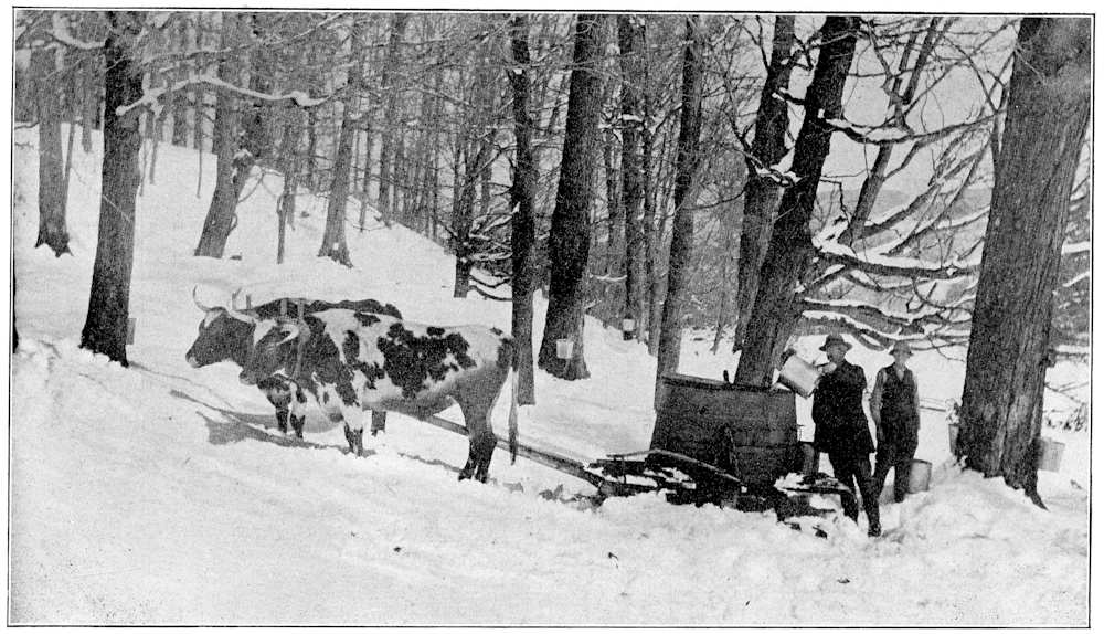 Сбор кленового сока в Вермонте, 1912 год 