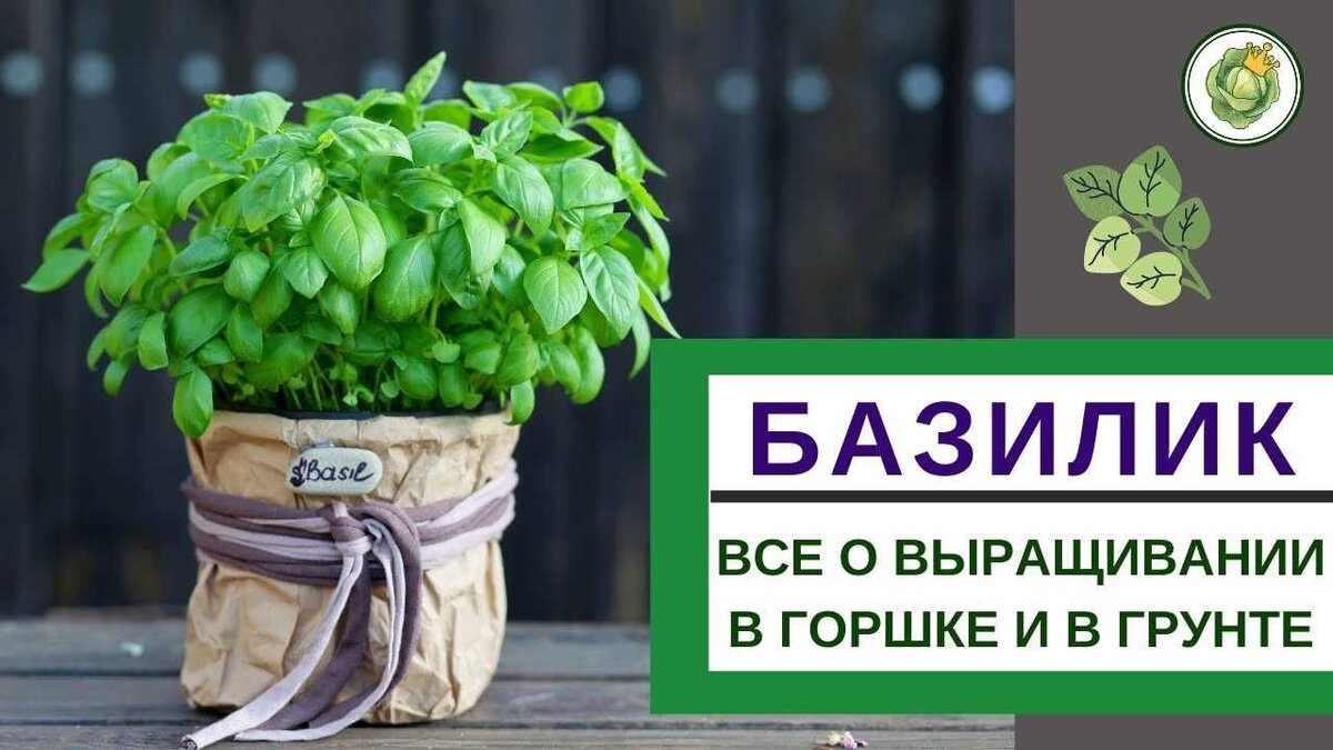 Выращивать листья