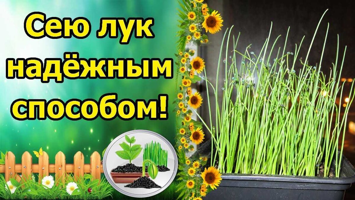 Лук чернушка под зиму. Лук чернушка под зиму