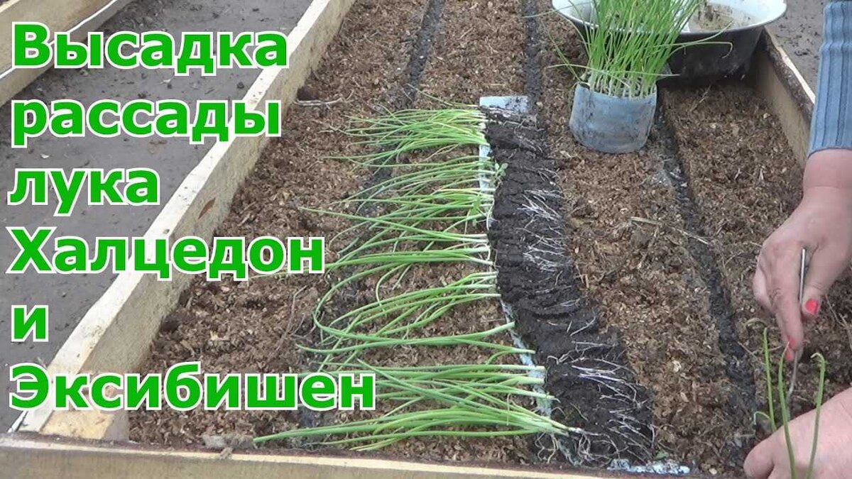 Когда сеять чернушку. Лук порей Эксибишен. Лук Эксибишен посадка