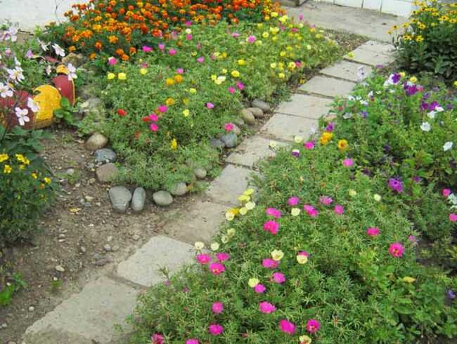 Клумбы портулак и анютины глазки. Эшшольция в рабатке с бархатцами. Рабатка с анютиными глазками. Виола на клумбе. Как вырастить клумбу.