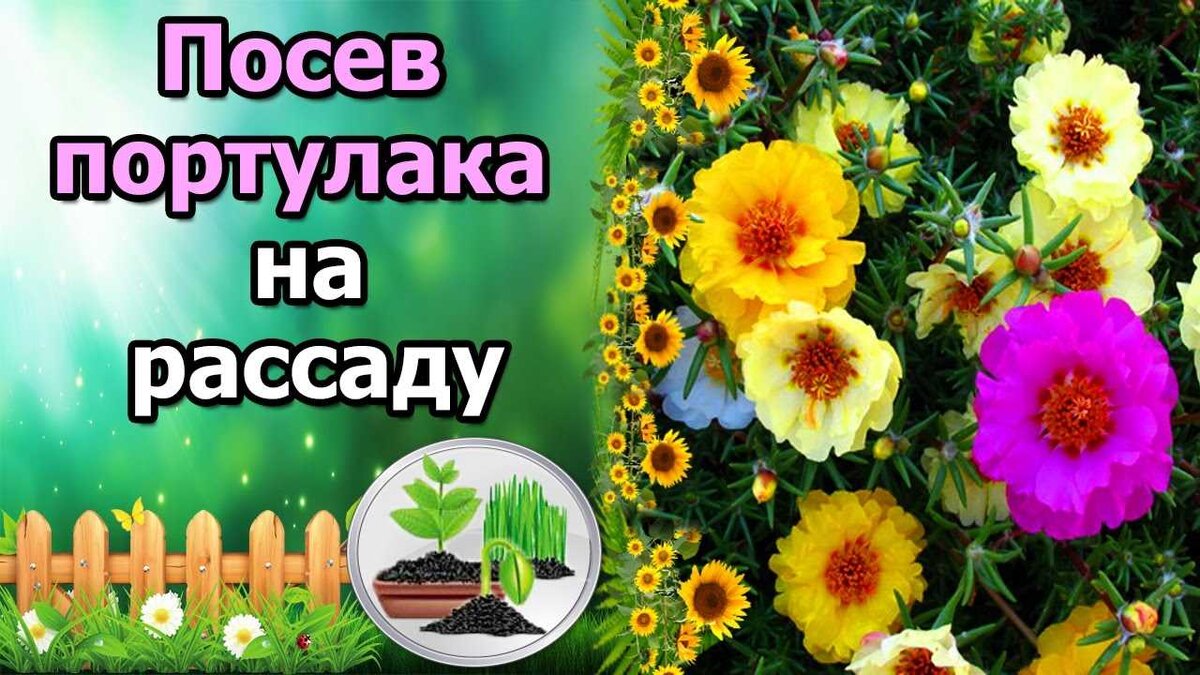 Главное цветы