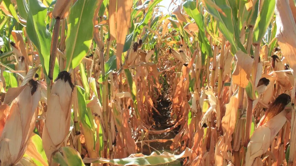 © Артем Борисов / Glavagronom.ru Фото:© Артем Борисов / Glavagronom.ru
В Нью-Йорке принят Закон о защите птиц и пчел, регламентирующий применение неоникотиноидов